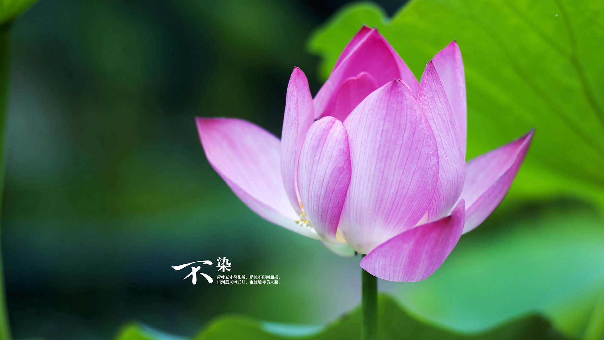 “法甲激烈追逐,冠军悬念持续升高”,法甲夺冠形式