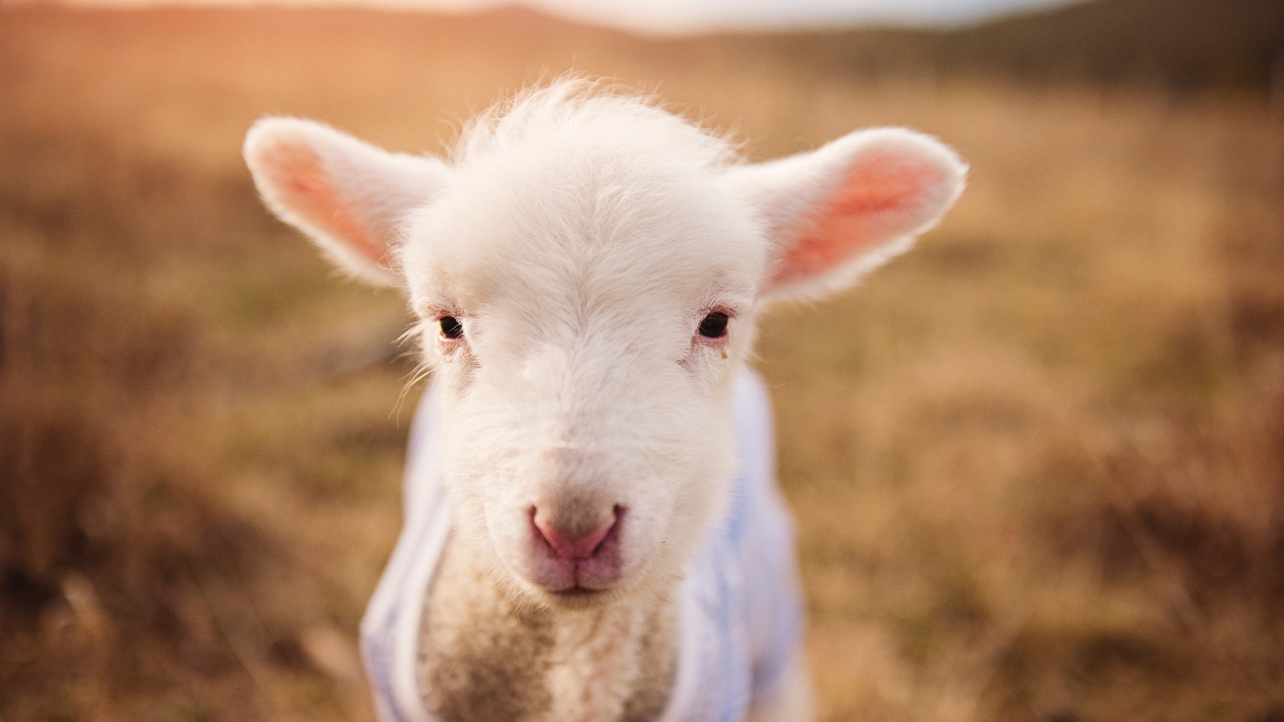 墨西哥男足在巴黎奥运会上表现出色,赢得奖牌,墨西哥奥运男足排名