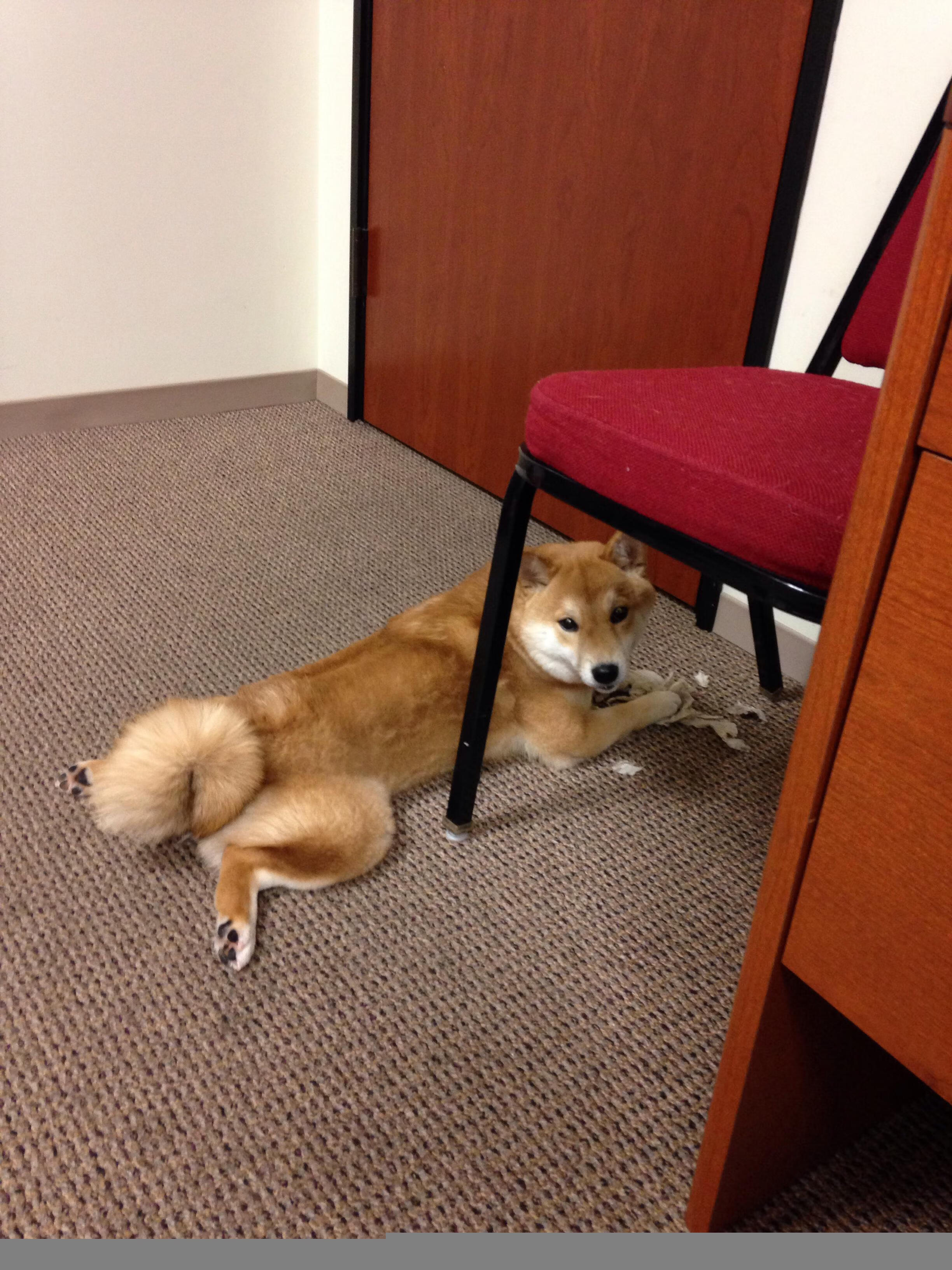 绝地求生 赛事组织能力持续提升,绝地求生竞赛规则