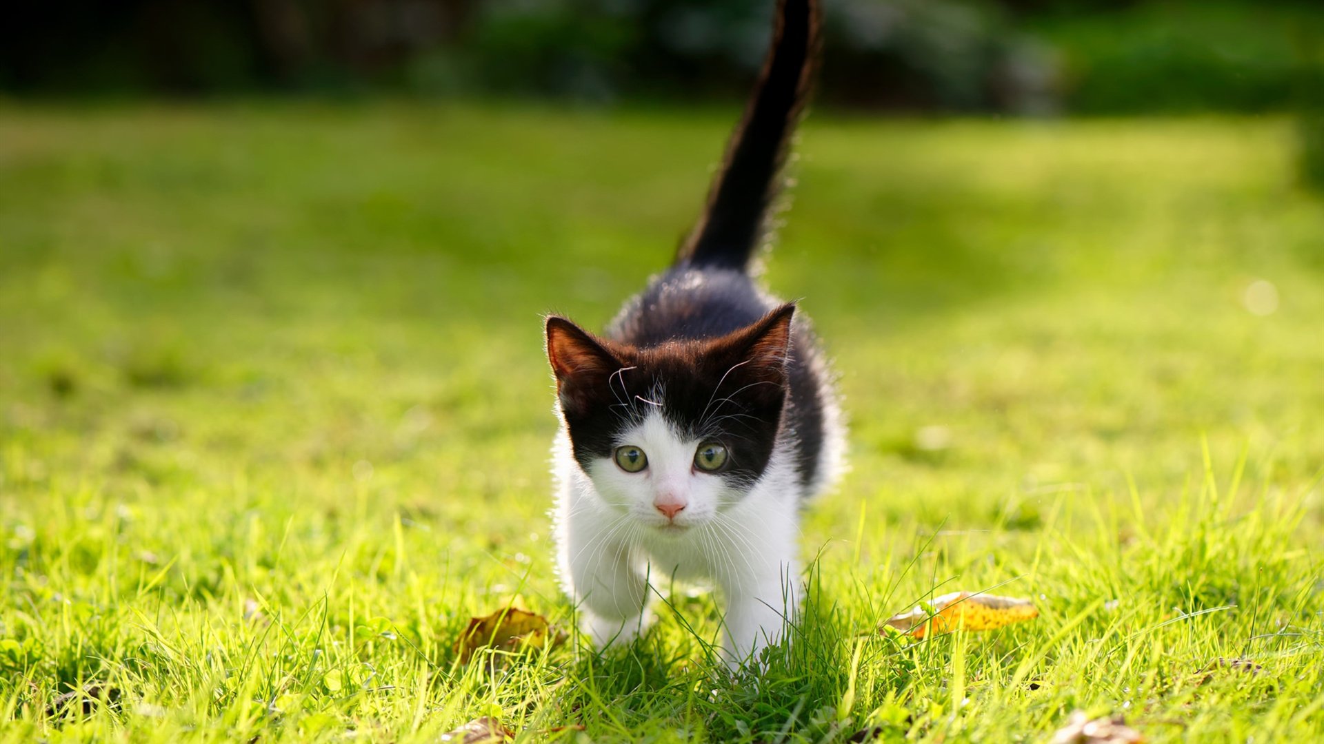 青少年“梦想启航”体育公益大使在全国多地火热开展,弘扬正能量