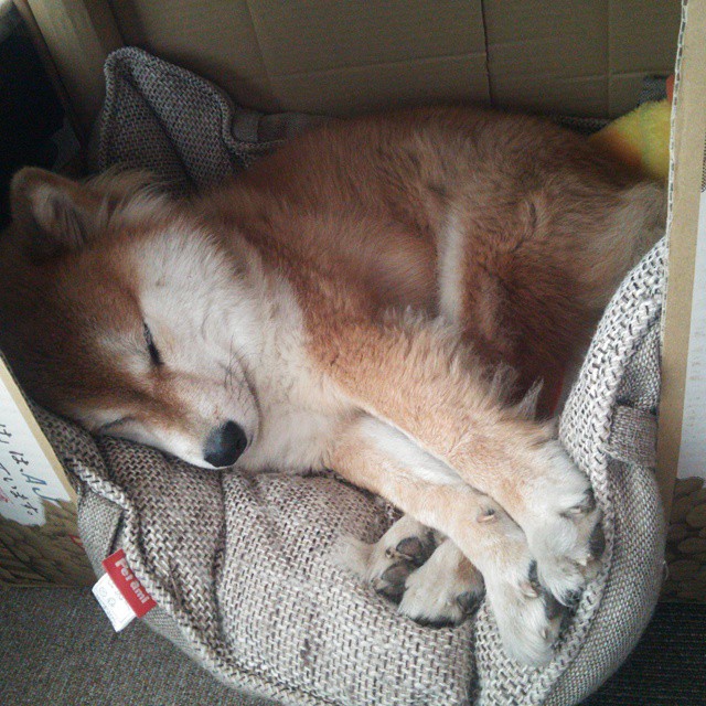 九游游戏中心-丹麦队在大赛中实力无法忽视，冲击头名，丹麦队阵型