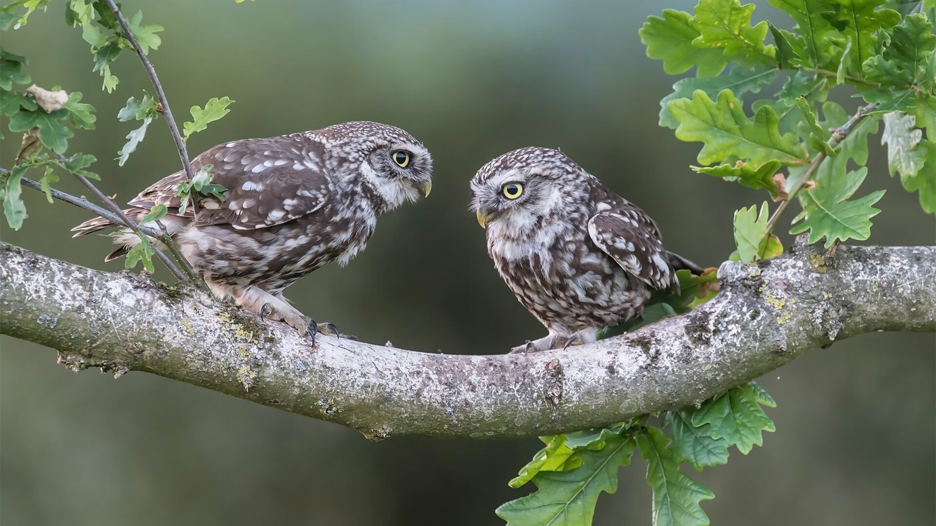 法甲联赛可持续环保运动场地建设实践