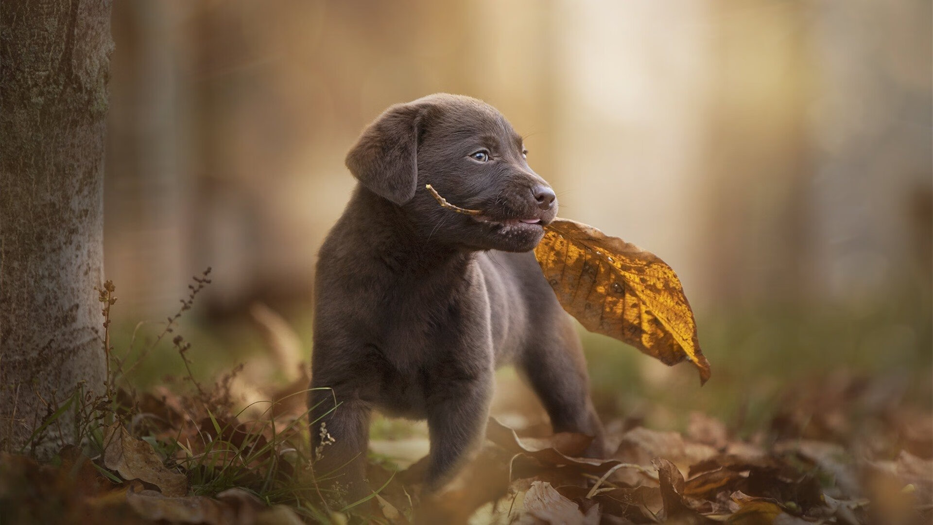 九游下载官网-中超联赛VAR系统升级提升执裁精准度，足球var裁判