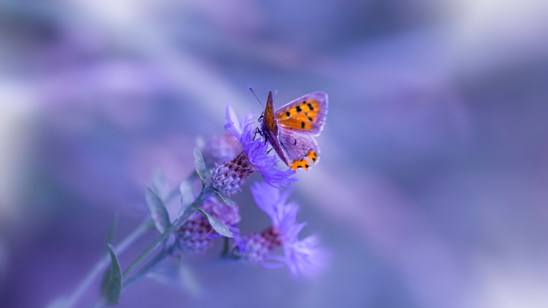 九游网-主教练暂停后的节奏恢复策略研究，主教练能不能站起来