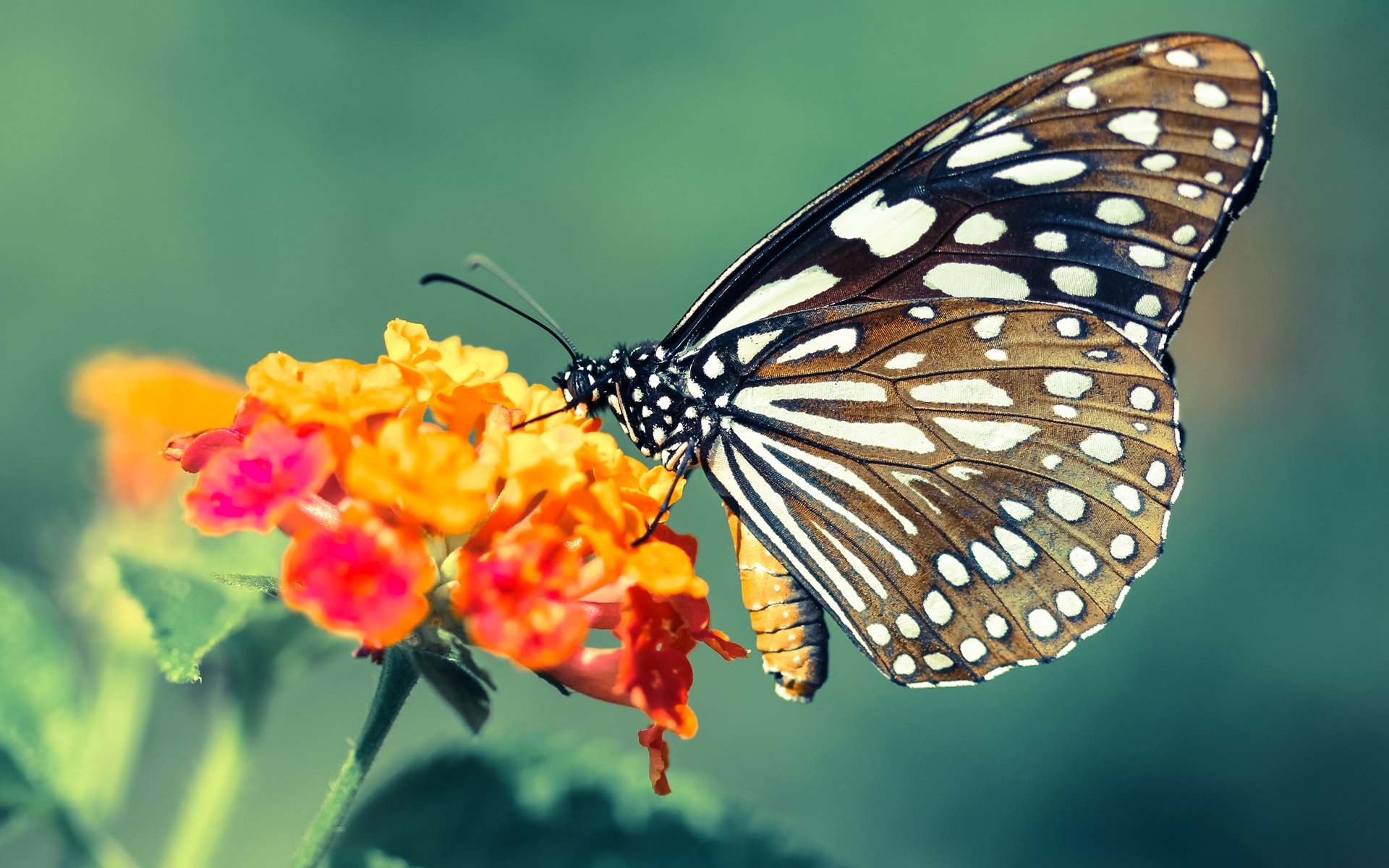 拜仁利用边后卫内收创造中路重叠优势,效力过拜仁的边后卫