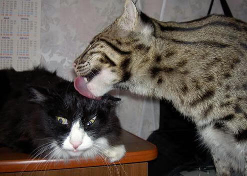 青少年跑酷赛展示动作精准与身体协调,青少年跑酷体能训练