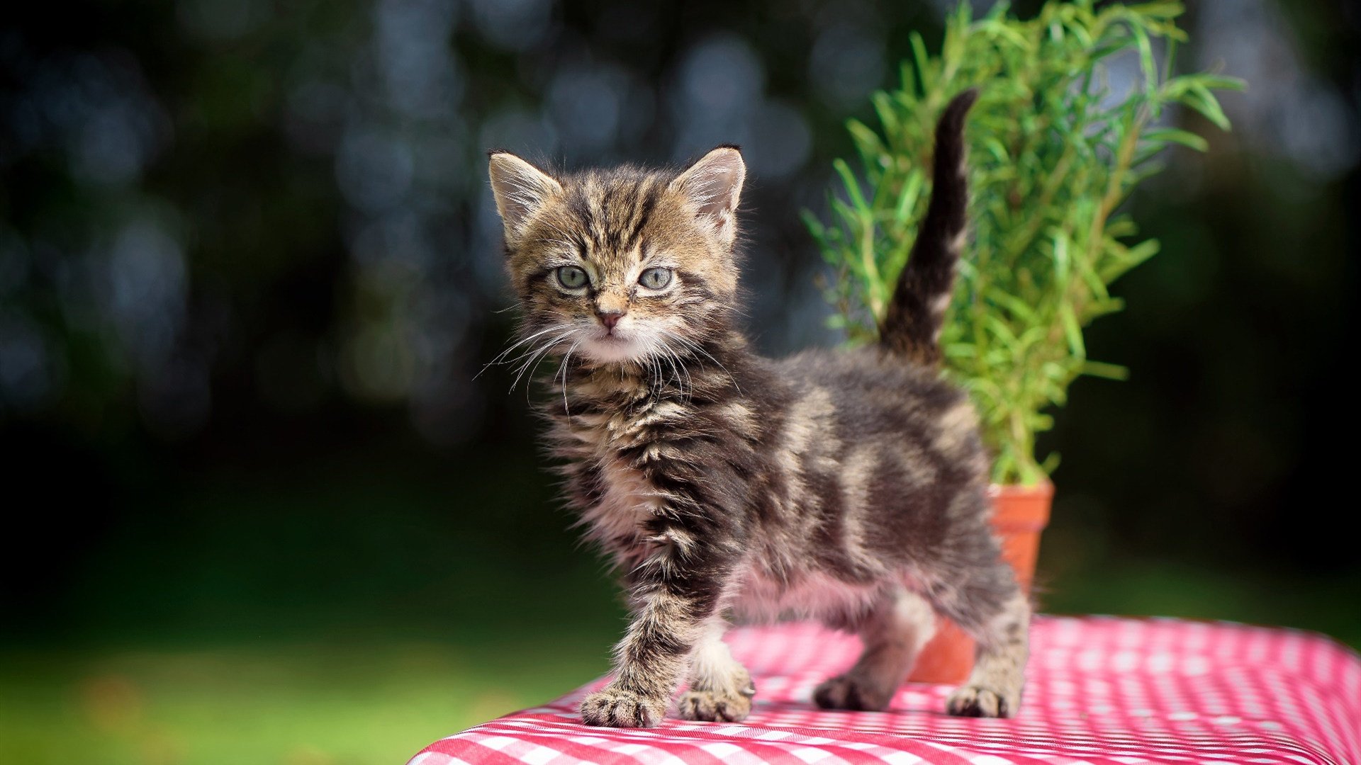 世界杯在线:最精彩的集锦剪辑推荐,世界杯片段