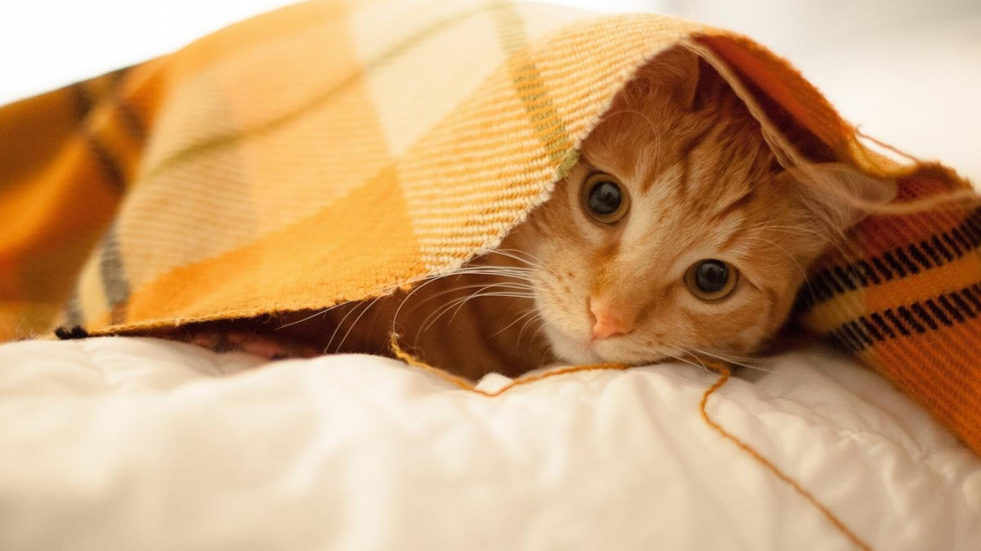 九游用户空间-全球青少年足球盛会吸引亿万关注，未来新星频出，足球青少年赛事