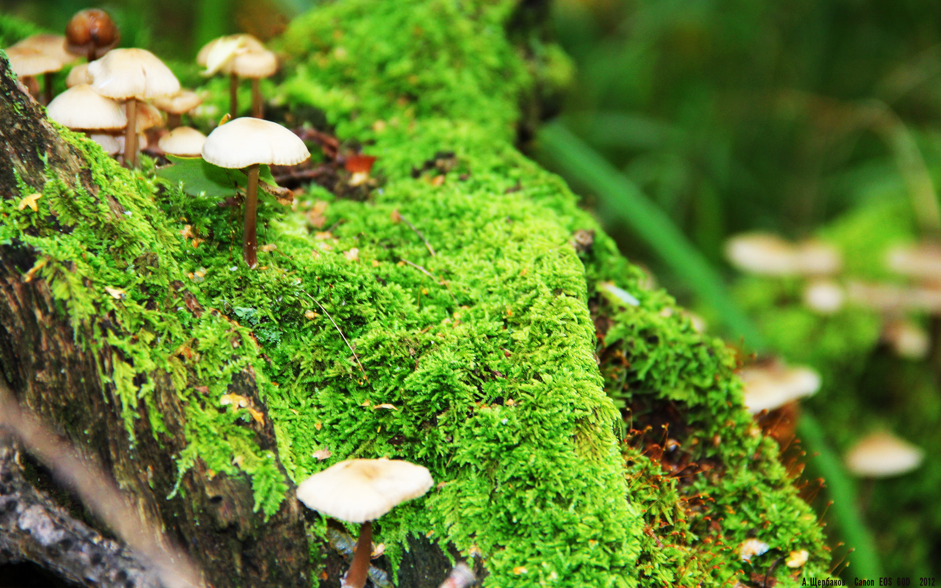 九游（jiuyou.com）游戏-意甲青训体系的国际化发展路径，意甲青训体系的国际化发展路径包括