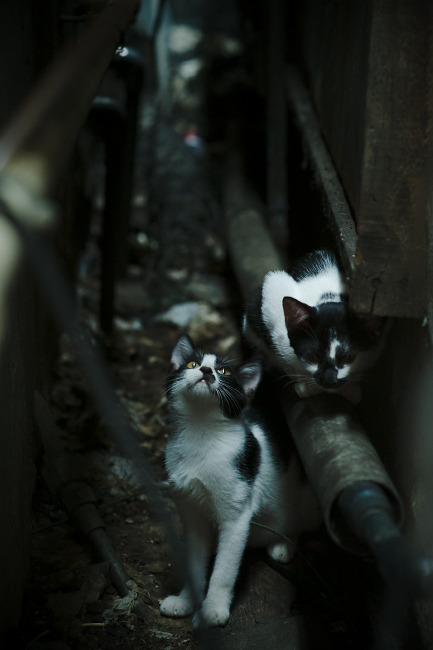 约翰·恩多耶-布鲁阿尔稳定发挥赢得满堂彩,多恩布什