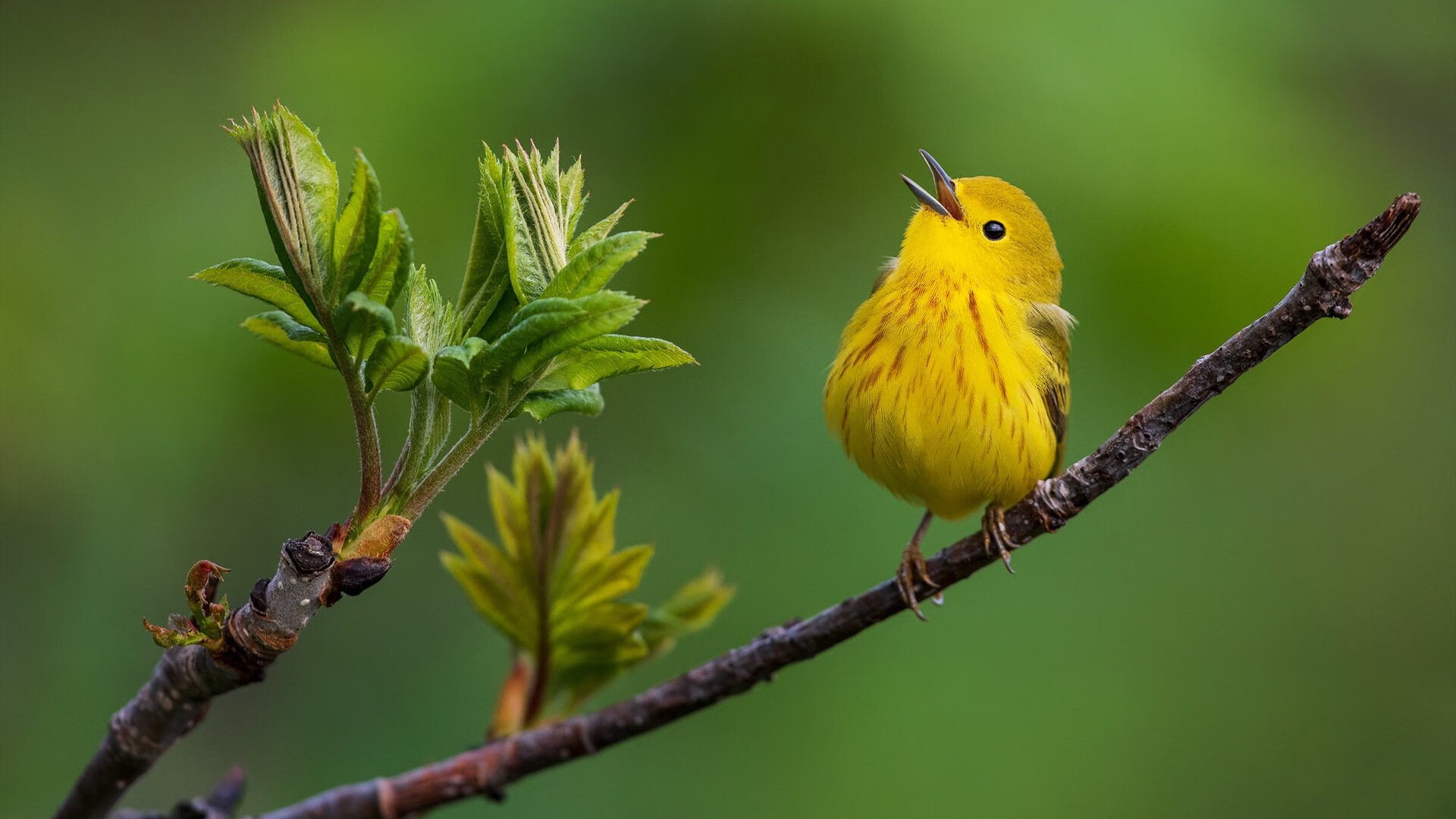 九游网页版官网-英超激情爆发：每场对决都精彩绝伦！，英超精彩视频