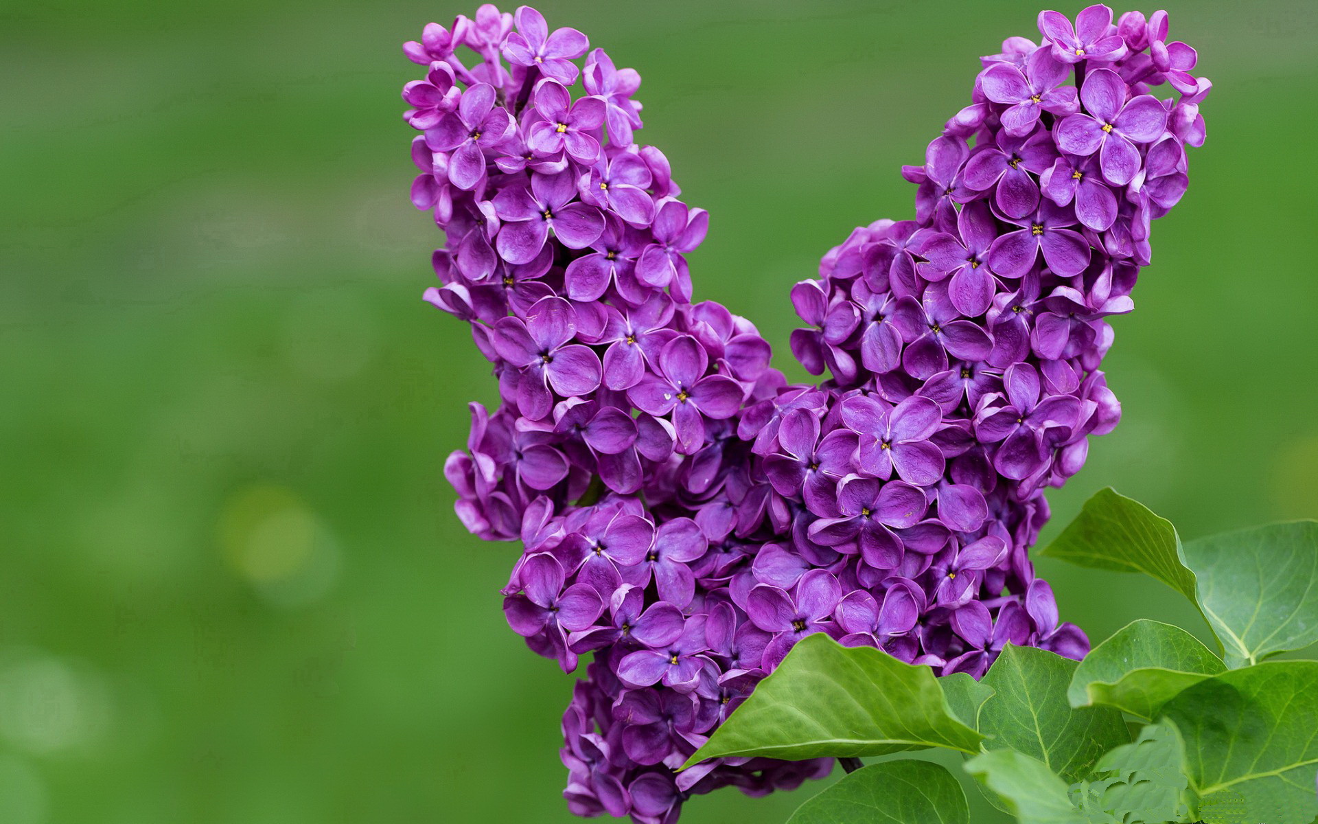 -足球运动在发展中国家的普及速度加快，区域合作不断增强，足球运动发展现状与研究